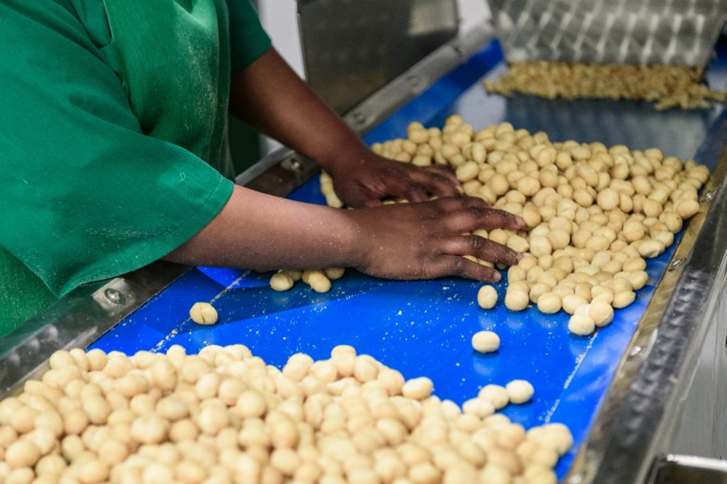 Macadamia Nut Farming in South Africa A Comprehensive Guide